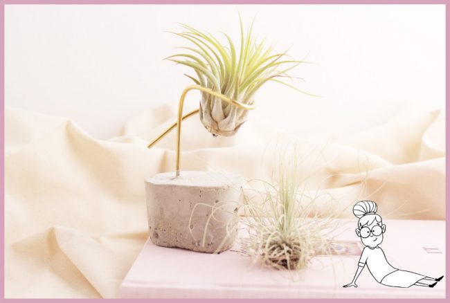 Tillandsien Halter aus Beton selber machen mit frau friemel Tillandsien Halter aus Beton selber machen mit frau friemel