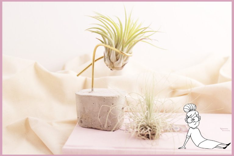 Tillandsien Halter aus Beton selber machen mit frau friemel Tillandsien Halter aus Beton selber machen mit frau friemel